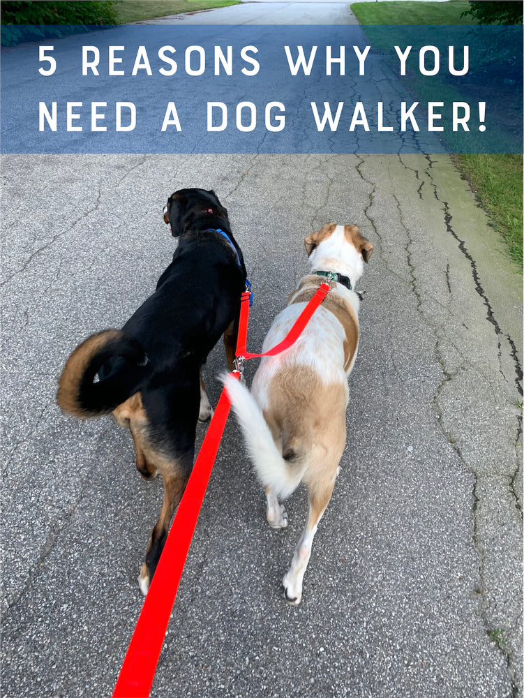 5 Reasons Why You Need A Dog Walker