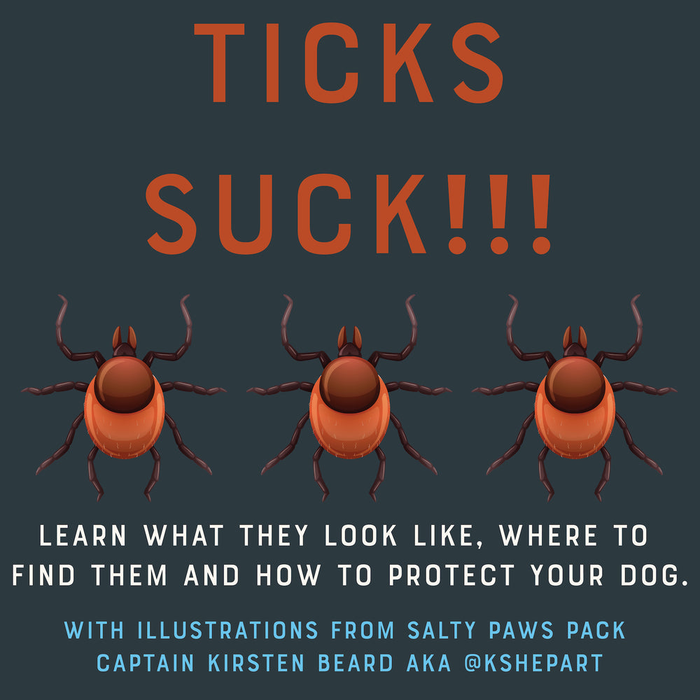 Ticks Found In New England: What They Look Like, Where to Find Them, And How to Protect Your Dog.