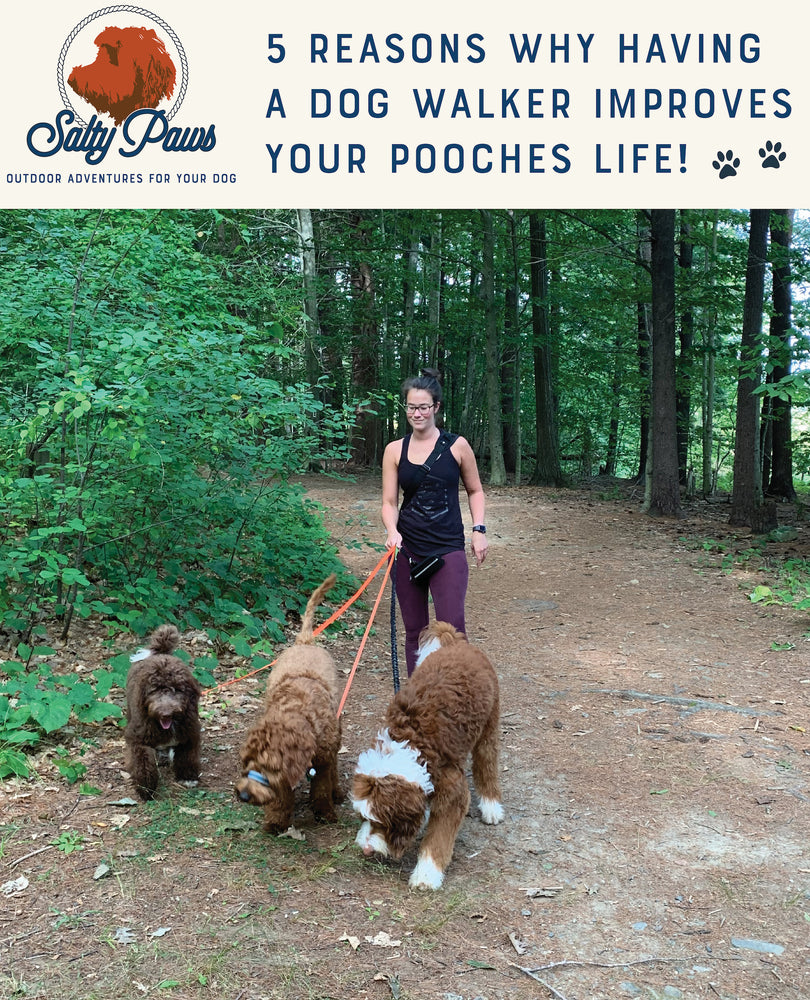 5 Reasons Why Having A Dog Walker Improves Your Pooches Life