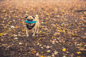 Dog walking in Hampton NH, a frisky pug holds a frisbee on his Scallywag Solo dog walk.